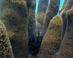 Sea Urchin resting in pillar coral. Key Largo, Florida. D... by David Heidemann 